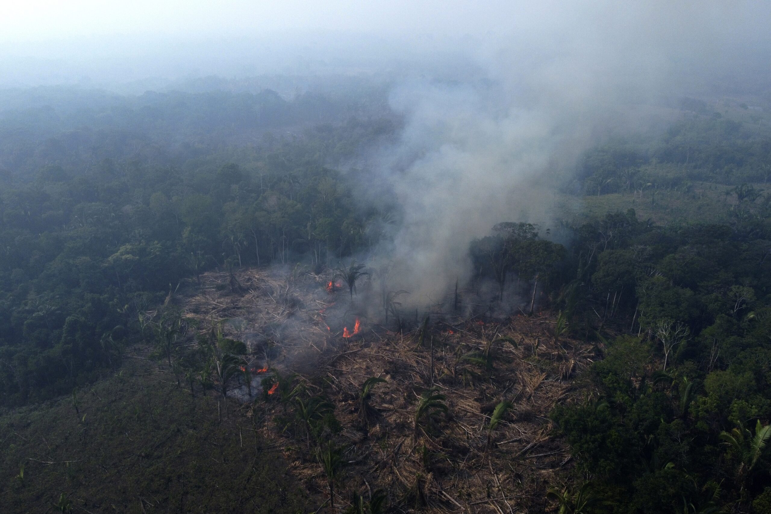 As rainforests worldwide disappear, burn and degrade, a summit to protect them opens in the Republic of Congo